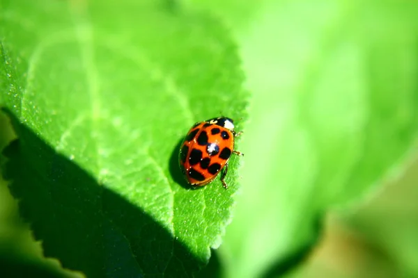 Visão Close Pequeno Inseto Ladybird — Fotografia de Stock