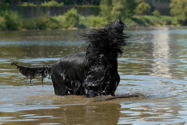 Divertimento Cani — Foto Stock