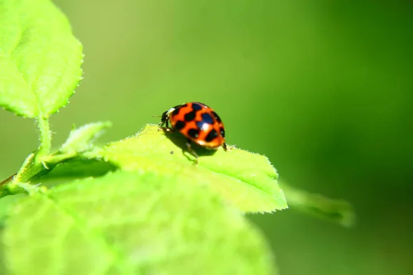 Insecto Rojo Con Puntos Mariquita — Foto de Stock