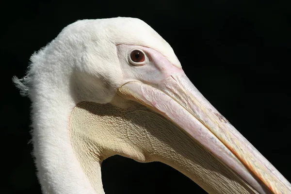 Vacker Utsikt Över Pelikan Fågel Vilda Livet — Stockfoto