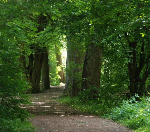 Hermosa Vista Naturaleza Escena — Foto de Stock