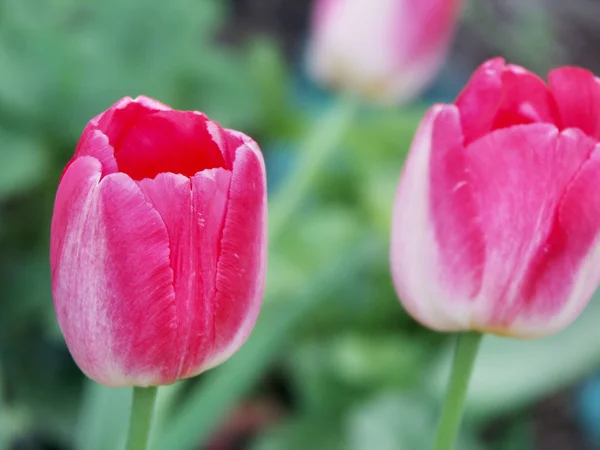 Schöne Aussicht Auf Natürliche Tulpenblumen — Stockfoto