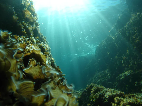 Unterwasserfotografie Meereslebewesen — Stockfoto