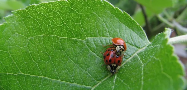 Gros Plan Bug Nature Sauvage — Photo