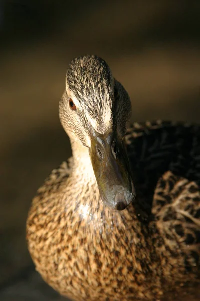 Vogelbeobachtung Ente Wilder Natur — Stockfoto