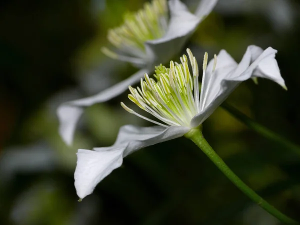 Flora Pétalas Flores Botânica — Fotografia de Stock