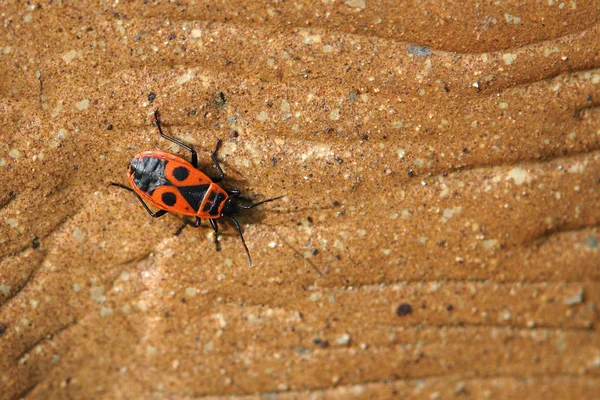 Close Bug Natureza Selvagem — Fotografia de Stock