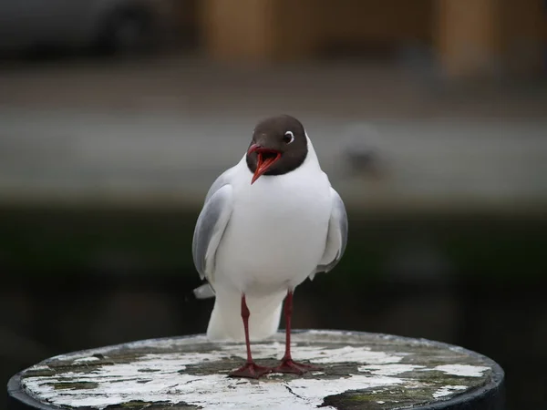 Möwe Meer — Stockfoto