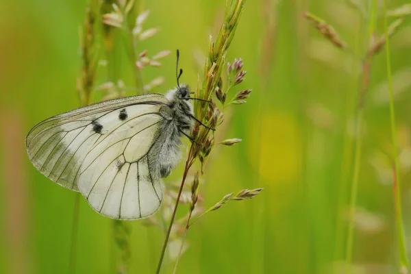 Parnassius Mnemosyne New Butterfly Collection Whose Find Very Pleased — Stock Photo, Image