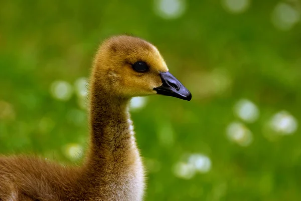 Scenic View Beautiful Bird Nature — Stock Photo, Image