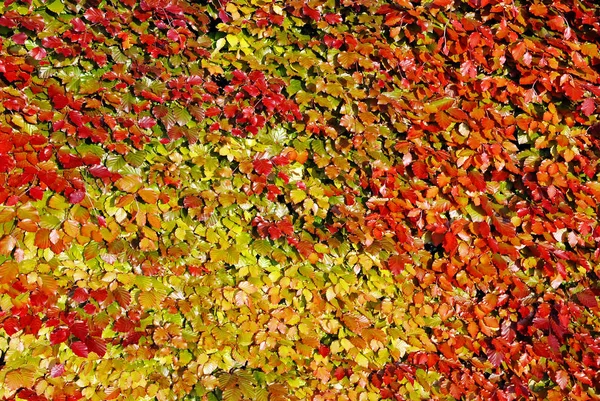 Schönes Herbstlaub Wald — Stockfoto