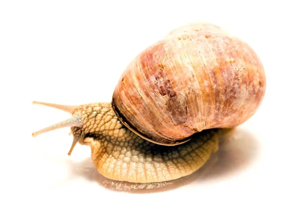 Elica Mollusco Chiocciola Animale Guscio — Foto Stock