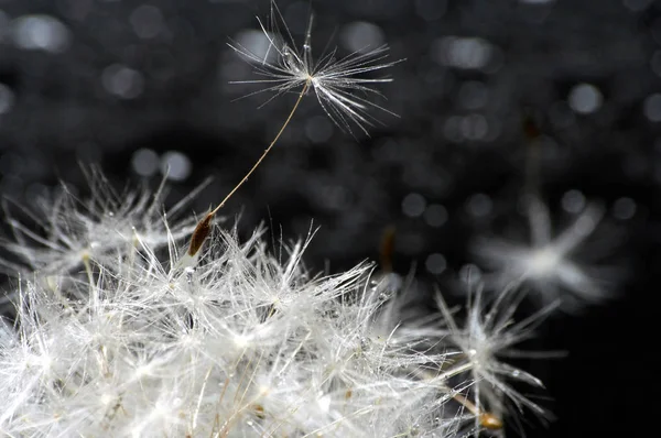 Closeup View Natural Dandelion Fleur — Photo