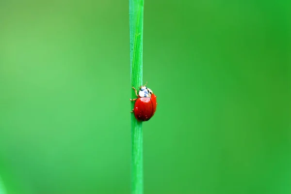 Vue Rapprochée Coccinelle Mignon Insecte — Photo