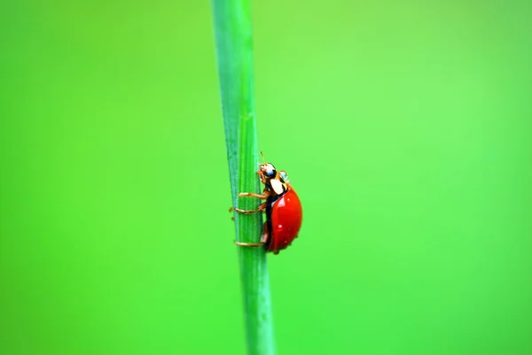 Insecto Rojo Con Puntos Mariquita — Foto de Stock