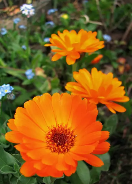 Vackra Blommor Blommigt Koncept Bakgrund — Stockfoto