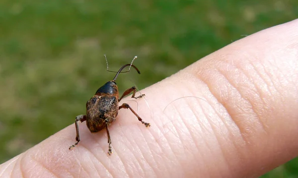 Дрилл Обыкновенный Curculio Feldium Жук Семейства Сорняков Curculionidae — стоковое фото