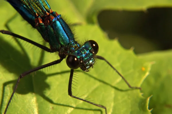 Libelle Insect Klein Insect Met Vleugels Natuur — Stockfoto