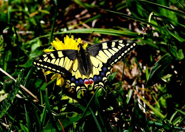 Vue Rapprochée Beau Papillon Queue Aronde — Photo