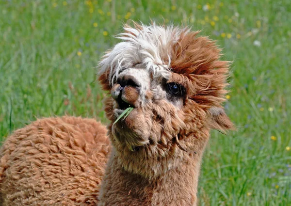 Animales Granja Enfoque Selectivo — Foto de Stock