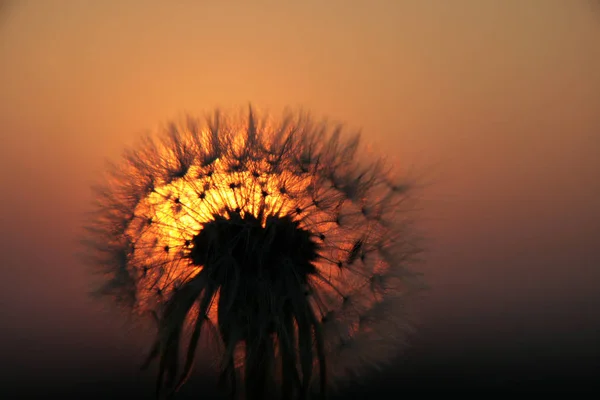 大自然のタンポポの花を間近で見られる — ストック写真