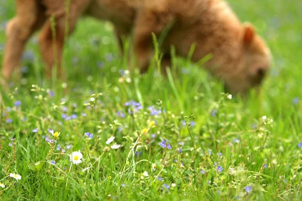 Young Animals Selective Focus — Stock Photo, Image