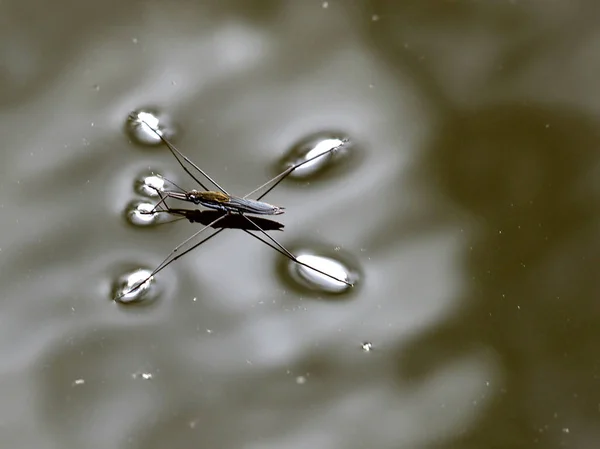 Closeup View Insect Nature — Stock Photo, Image