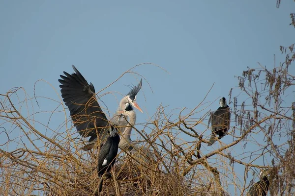 Scenic View Beautiful Bird Nature — Stock Photo, Image