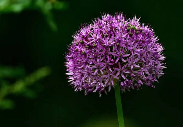 Hermoso Plano Botánico Fondo Pantalla Natural — Foto de Stock