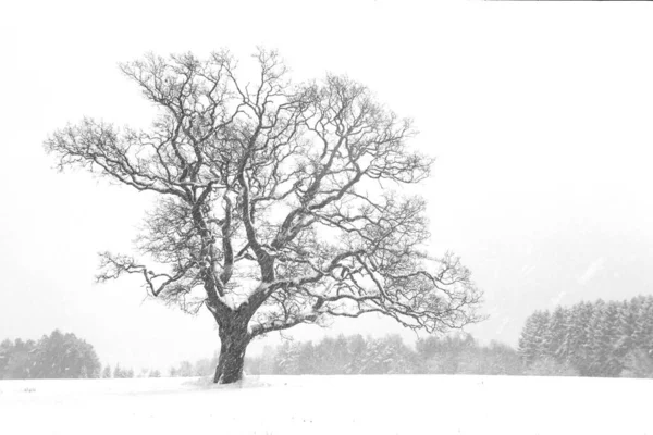 Quercia Nella Tempesta Neve — Foto Stock