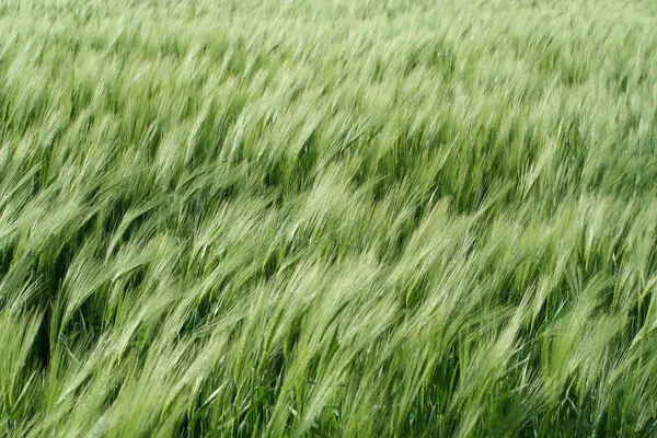 Mezőgazdasági Búzamező Betakarítás — Stock Fotó