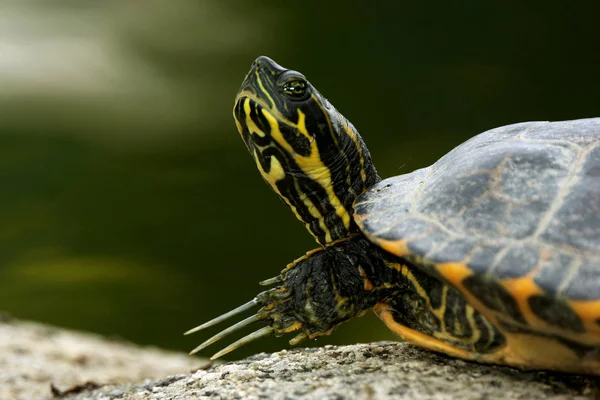 Groene Leguaan Rots — Stockfoto