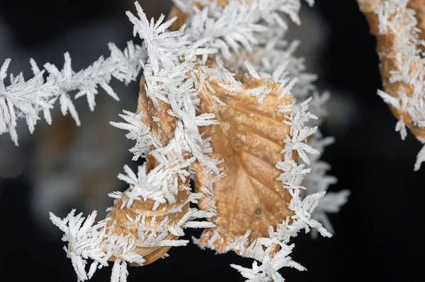 Pappersblad Med Hesparfrost — Stockfoto