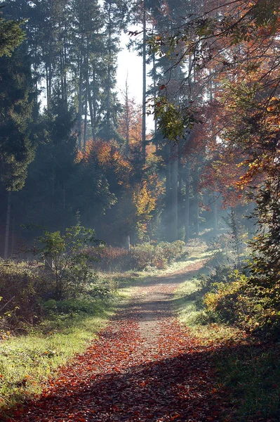 Automne Dans Forêt — Photo