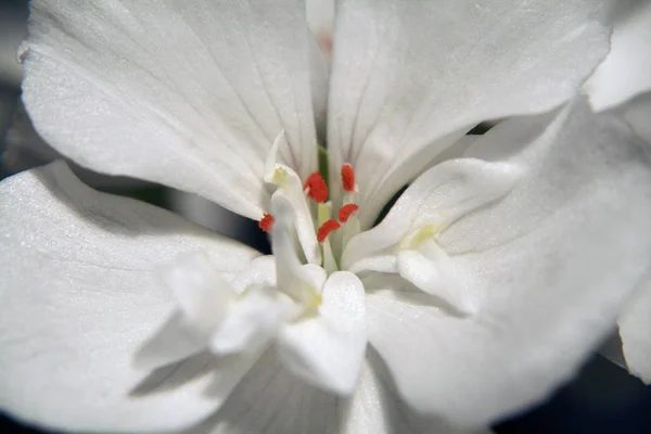 Biały Geranium Szczegół — Zdjęcie stockowe