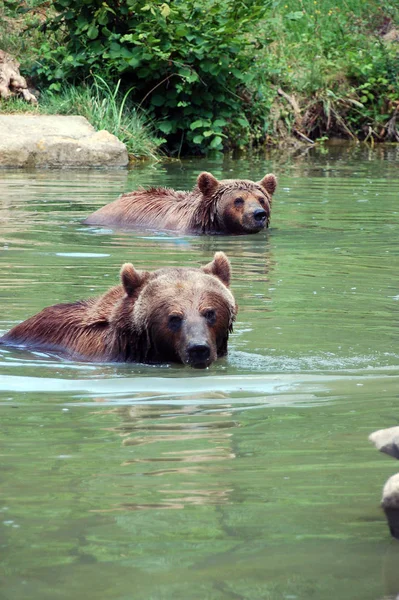 Kąpielowe Niedźwiedzie Brunatne — Zdjęcie stockowe
