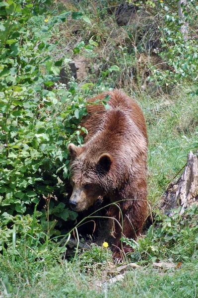 Коричневий Ведмідь Бійці — стокове фото