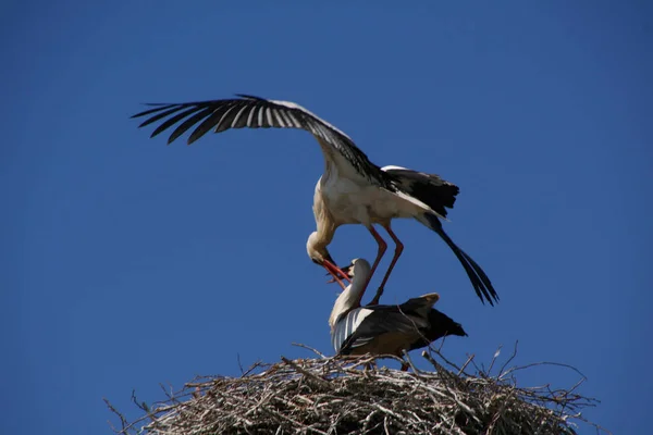 Bocian Bird Wild Life Przyroda Fauny — Zdjęcie stockowe