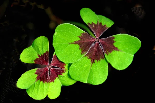 Schöne Blumen Florales Konzept Natur Hintergrund — Stockfoto