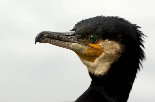 Vista Panorámica Hermoso Pájaro Cormorán Naturaleza —  Fotos de Stock