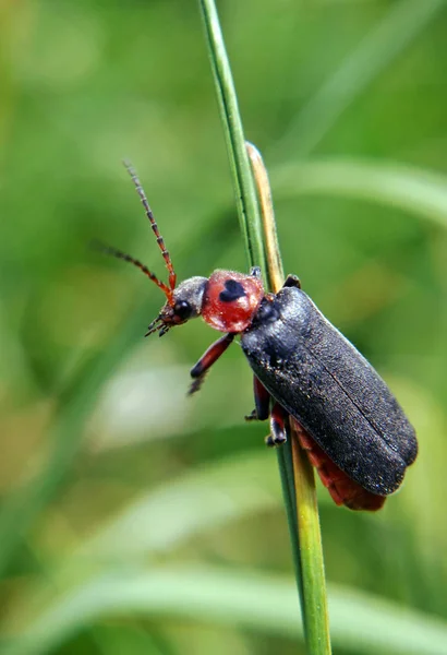 Close Bug Natureza Selvagem — Fotografia de Stock