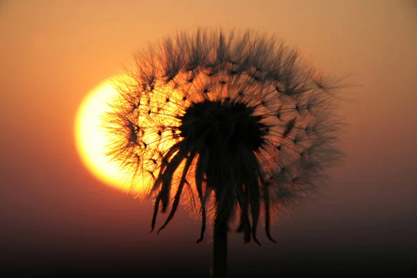 大自然のタンポポの花を間近で見られる — ストック写真