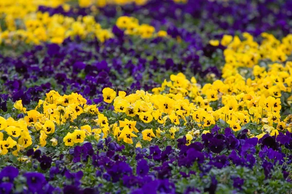 Yellow Blue Violets — Stock Photo, Image