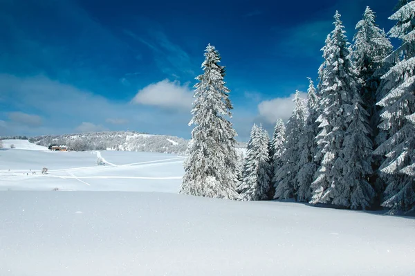 覆盖雪地的冬季景观 — 图库照片