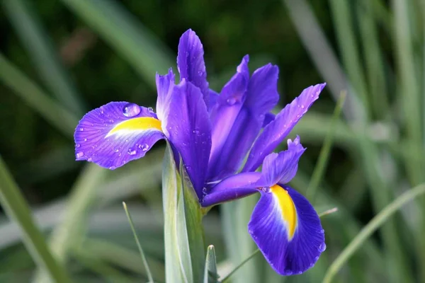 Flor Del Iris Jardín — Foto de Stock