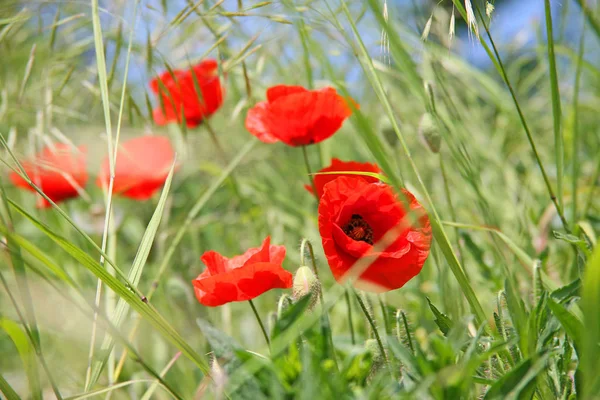 美しい野生のケシの花の近景 — ストック写真