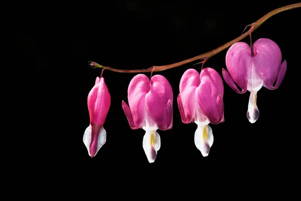 Pink Crying Heart Flower — Stock Photo, Image