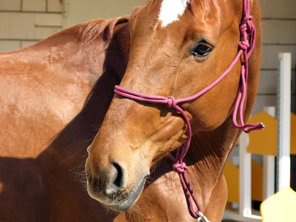 Carino Cavallo Natura Selvaggia — Foto Stock