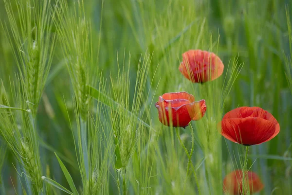 stock image close-up view of beautiful wild poppy flowers