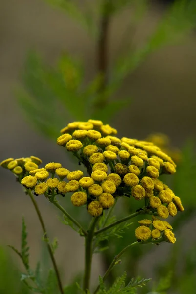 美丽的植物学照片 天然壁纸 — 图库照片